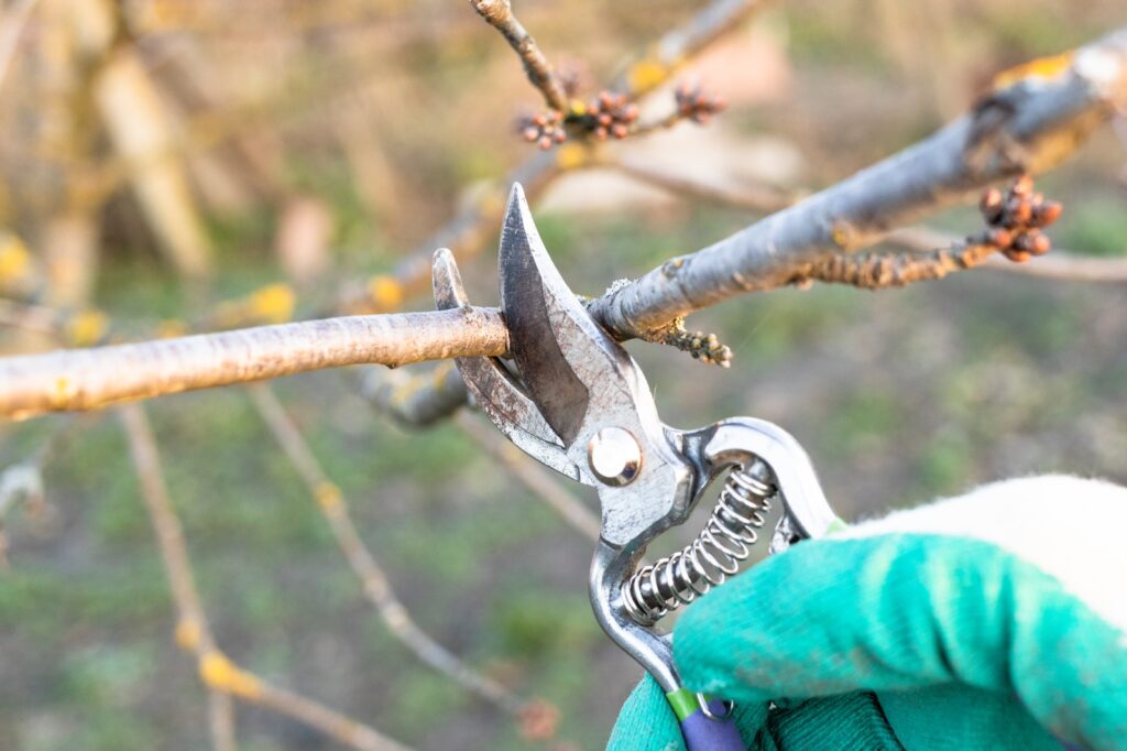 How to Choose the Right Pruners for Your Garden