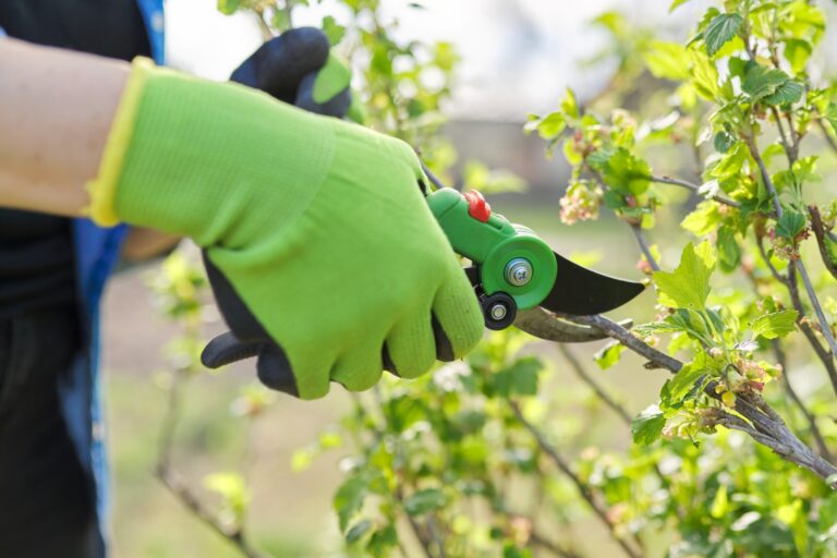 How to Choose the Right Pruners for Your Garden