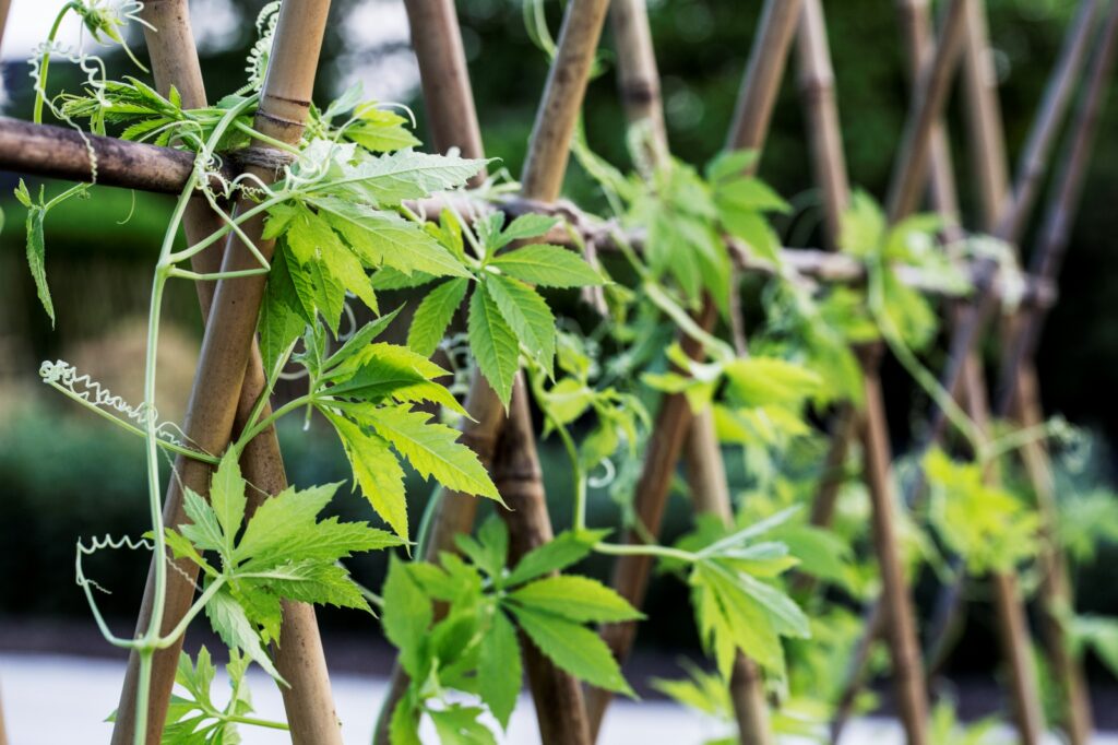 Unlock the Potential of Vertical Gardening