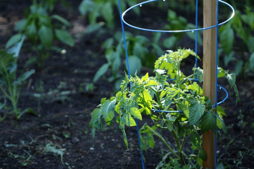 Unlock the Potential of Vertical Gardening Tomato Cage