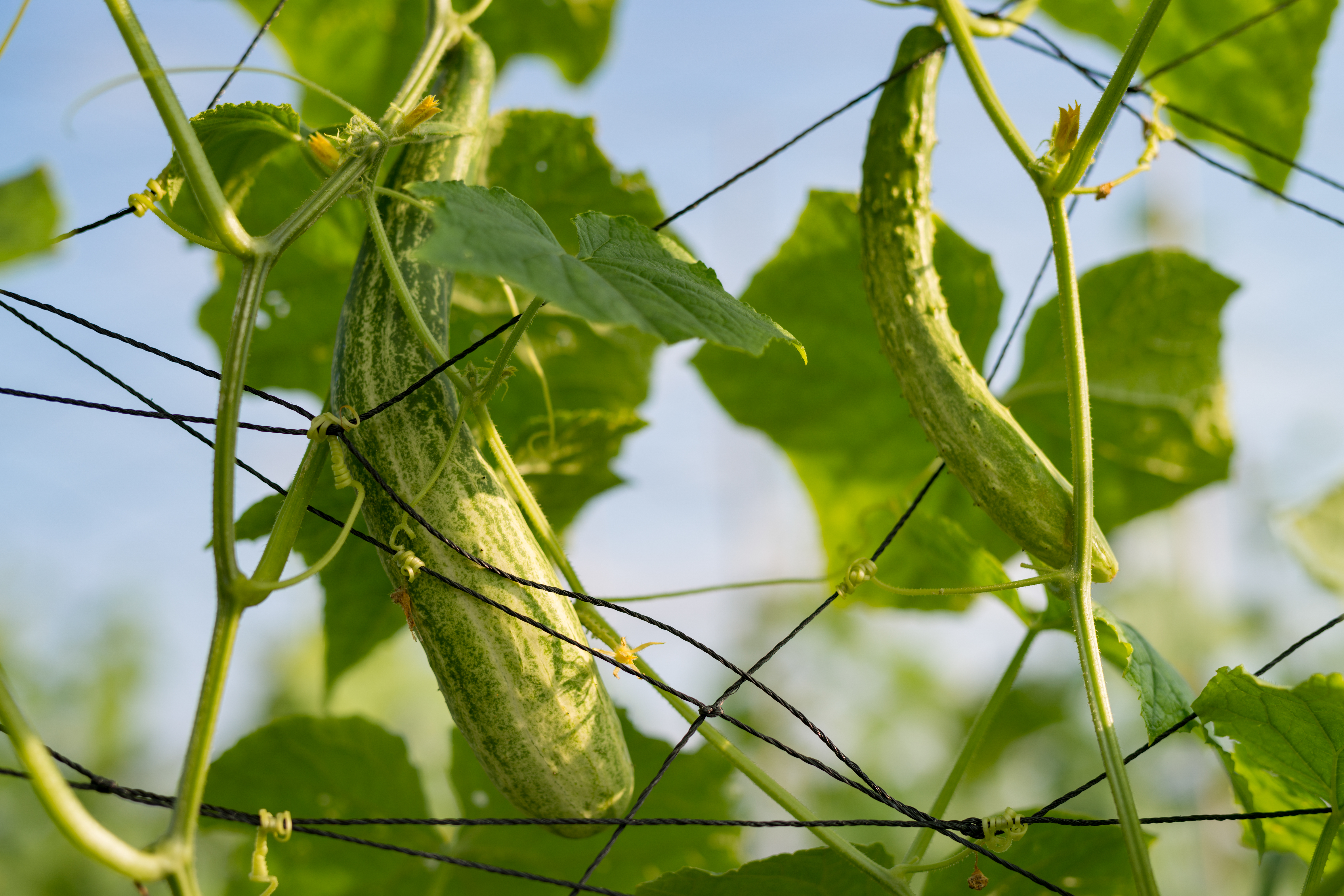 Vertical Vegetable Gardening - Cucumber