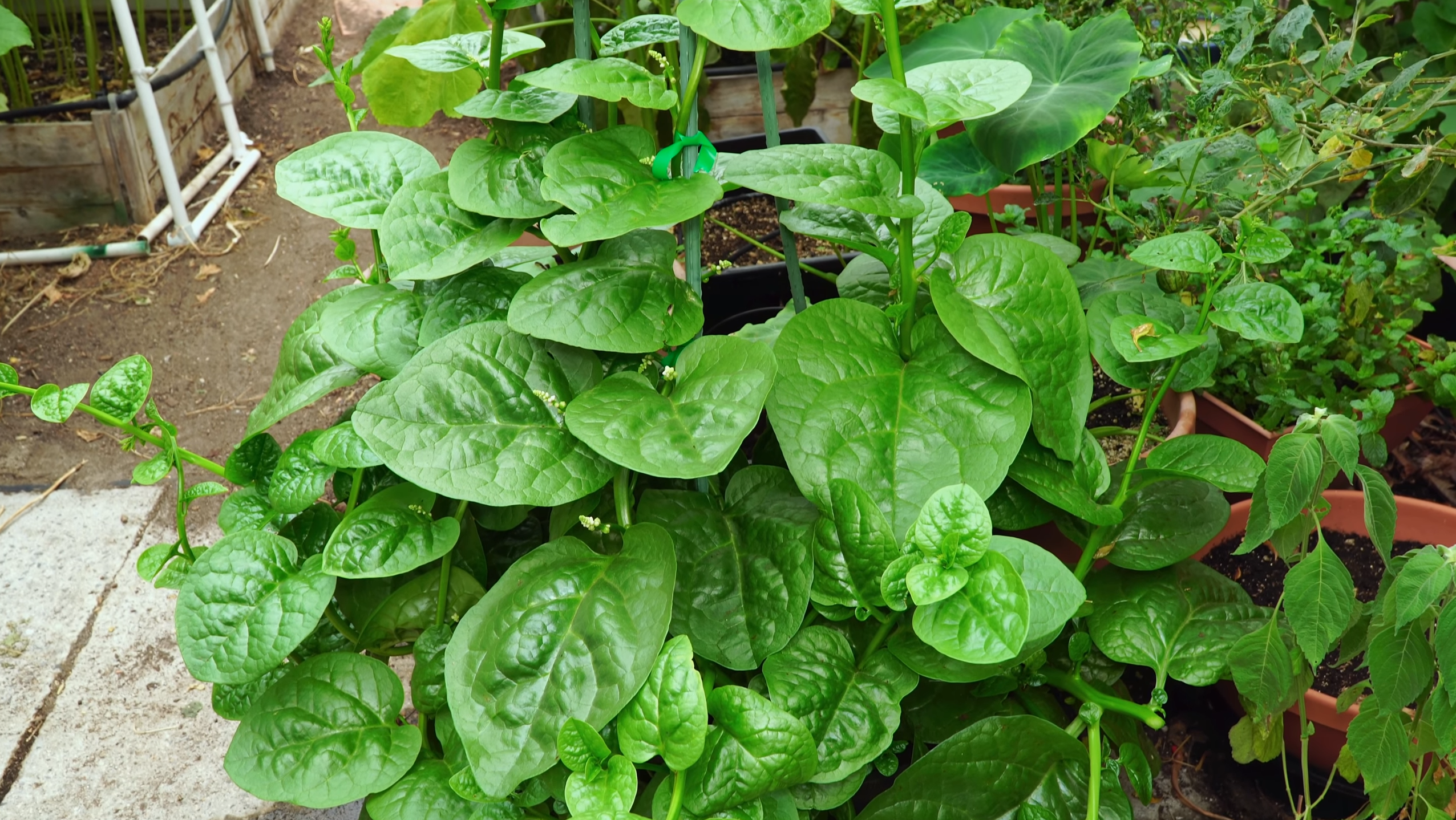 Vertical Vegetable Gardening - Malabar Spinach