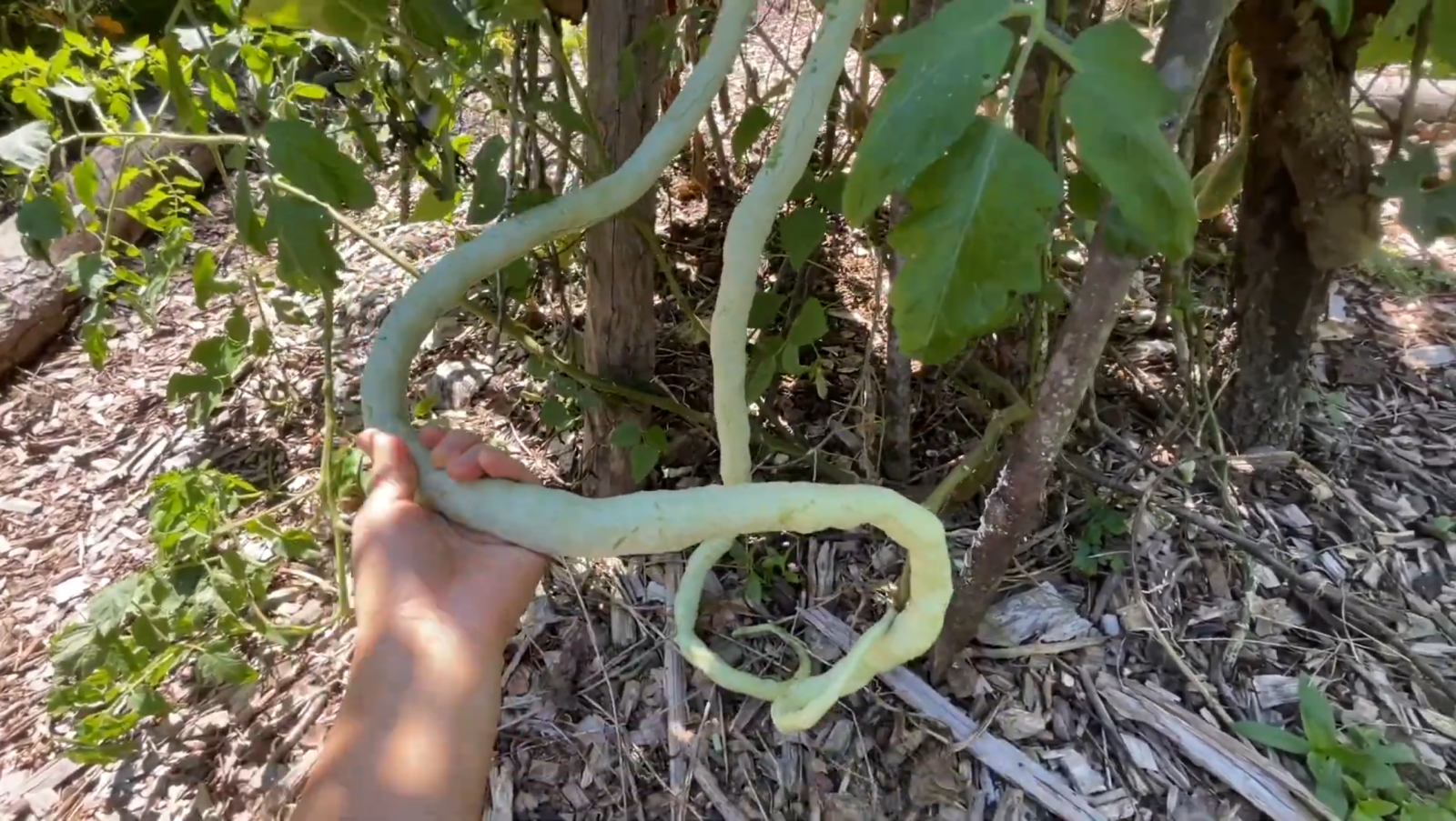How to Grow Python Snake Bean