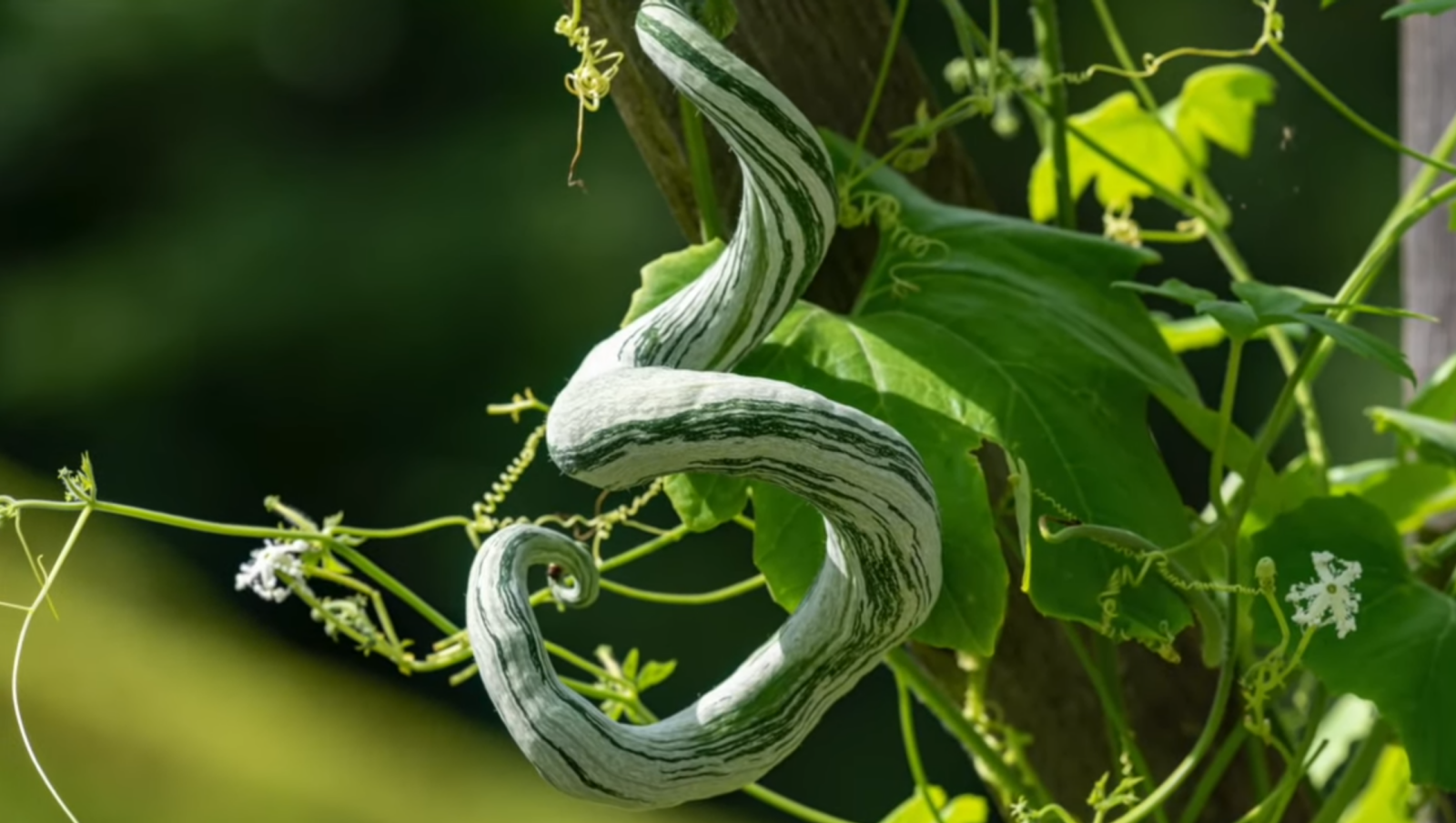 Vertical Vegetable Gardening - Python Snake Beans
