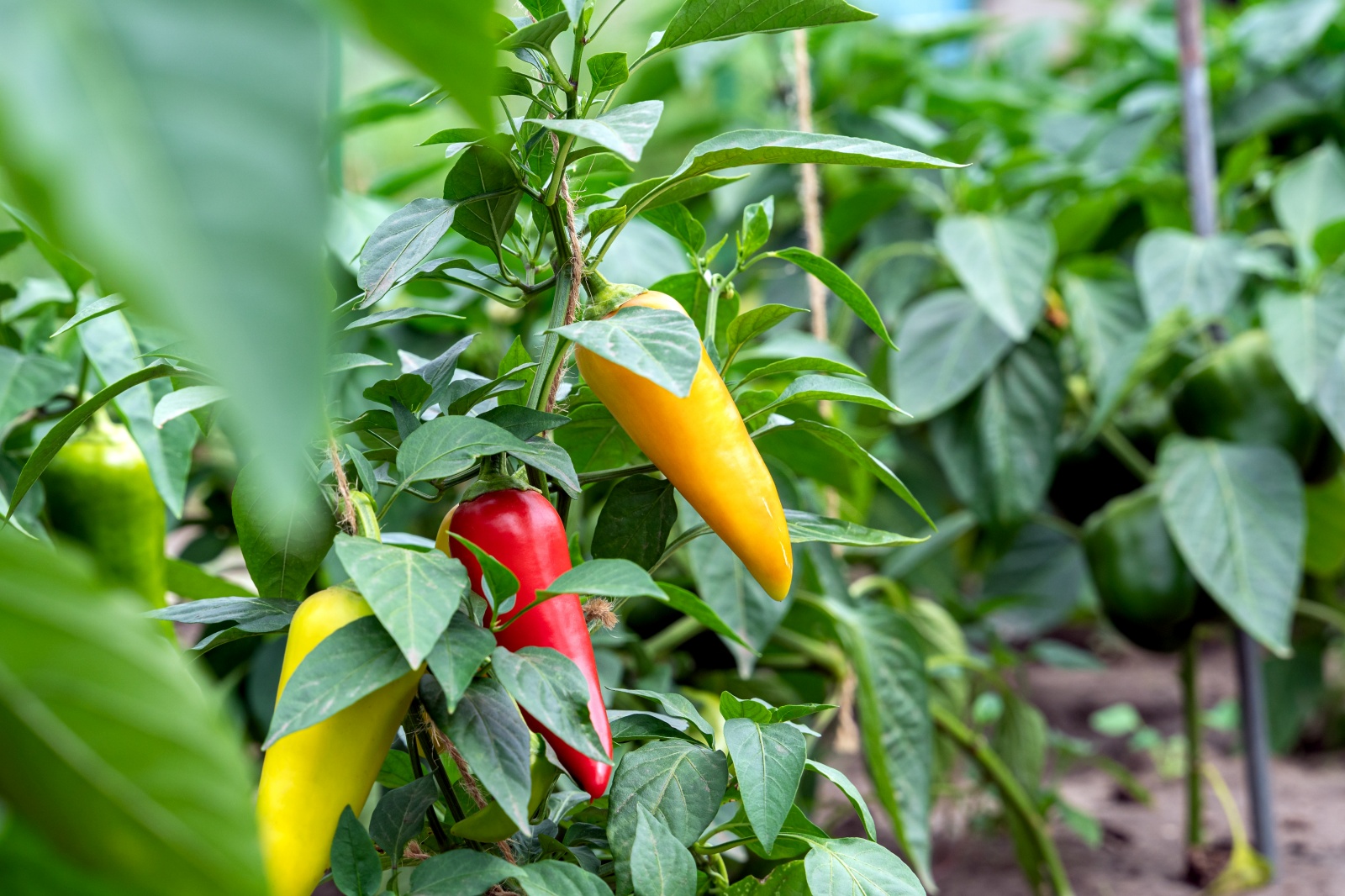 Vertical Vegetable Gardening - Peppers