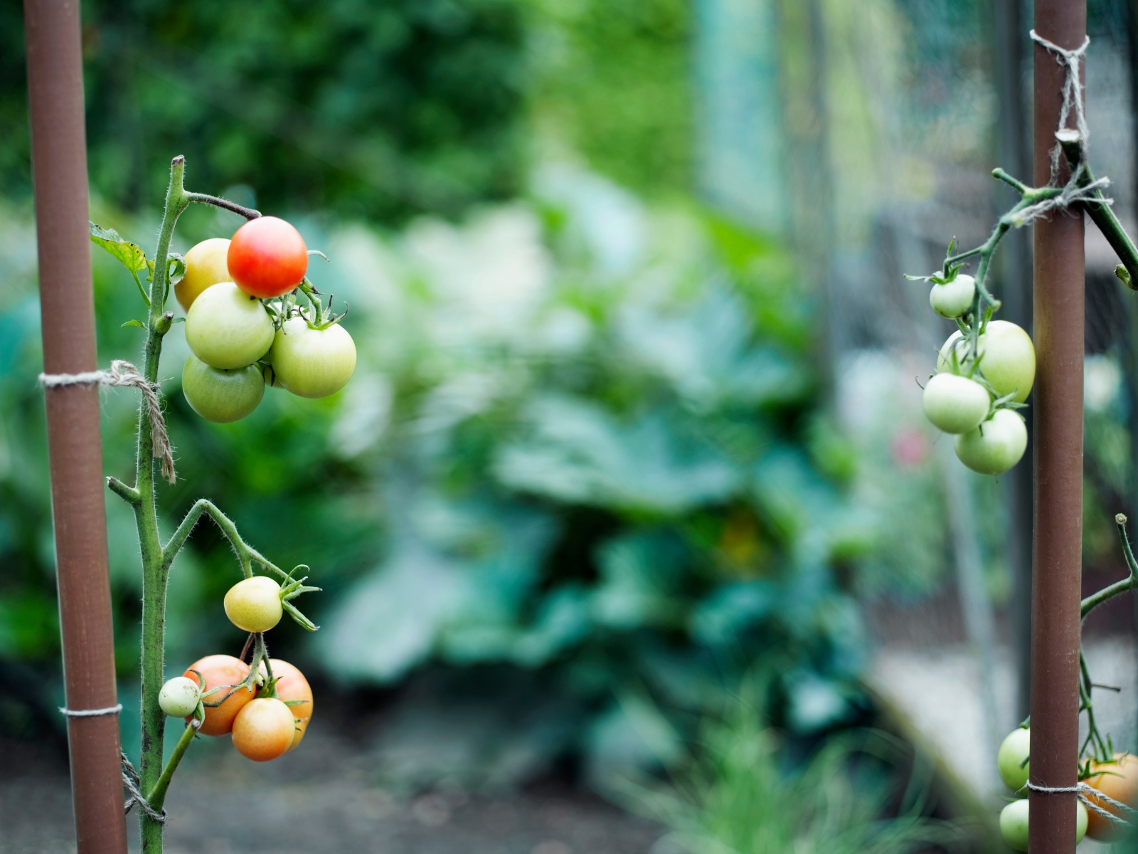 Vertical Vegetable Gardening - Tomatoes