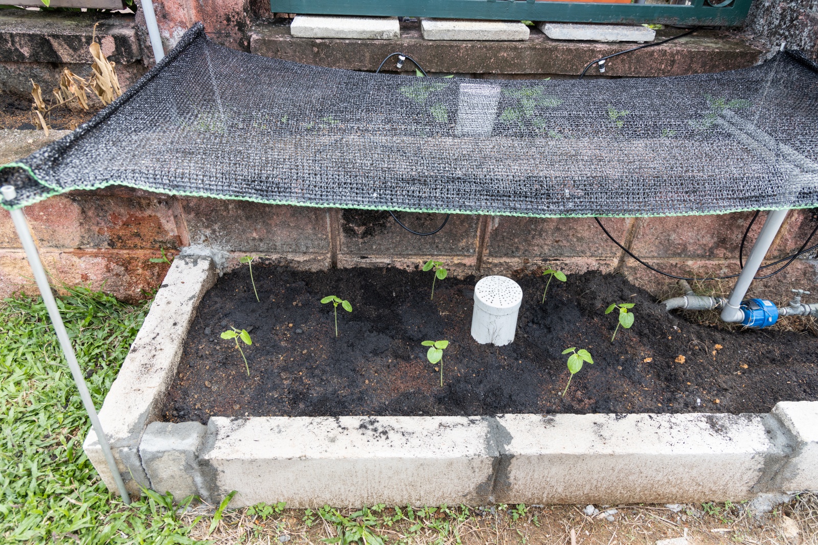 Common Raised Bed Gardening Mistakes to Avoid for Beginners